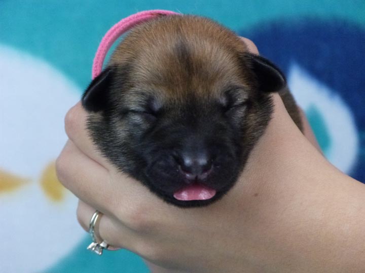 chinook puppy